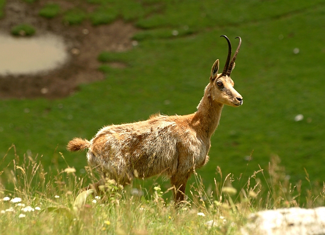 Camoscio d''Abruzzo Rupicapra pyrenaica ornata